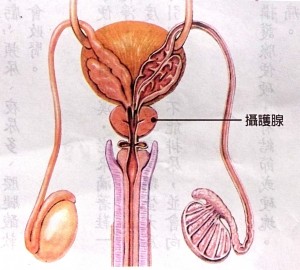 攝護腺